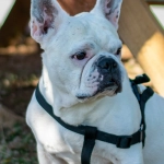 Программы лояльности казино без депозита для новичков